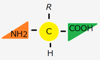 アミノ酸の化学構造式について